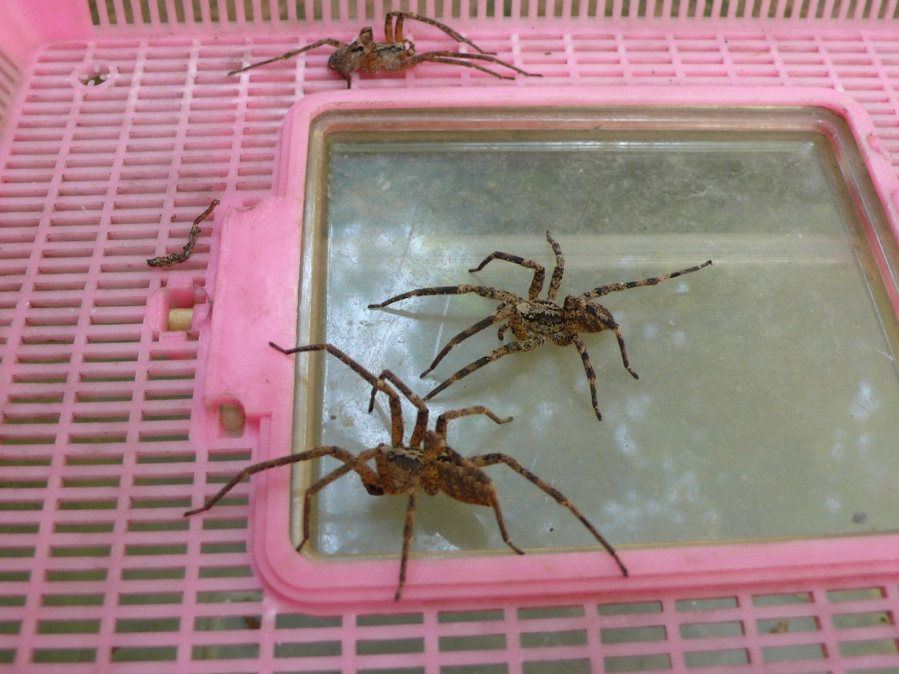 delitto in carcere (cannibalismo tra Zoropsis sp.)